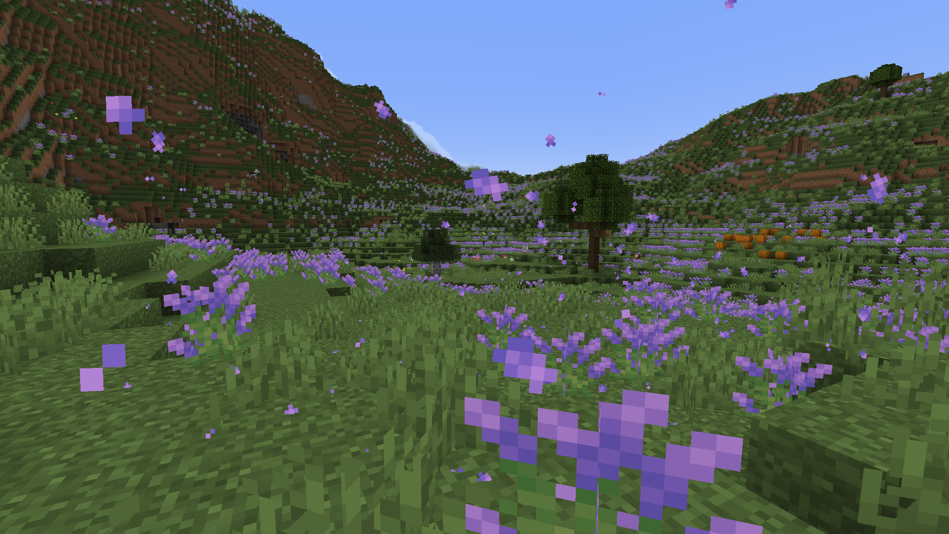Lavender Plains Picture